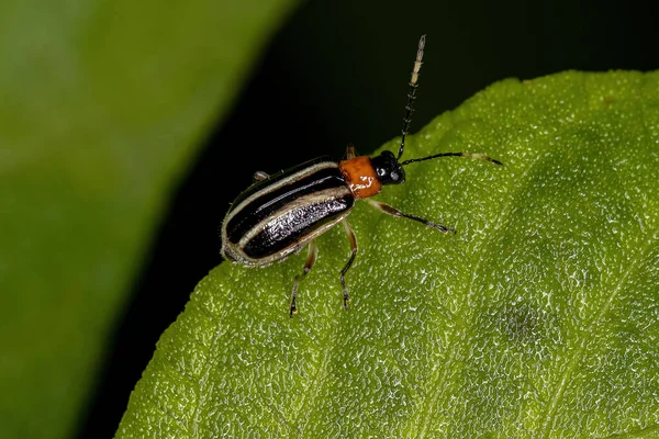 Escarabajo Hoja Adulta Familia Chrysomelidae — Foto de Stock