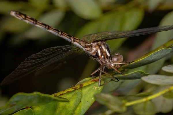 Vrouwelijke Volwassen Libelle Insect Van Genus Macrothemis — Stockfoto
