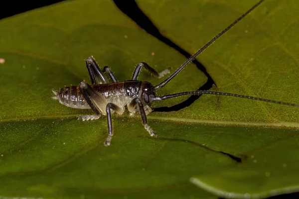Raspy Cricket Nimfa Rodziny Gryllacrididae — Zdjęcie stockowe