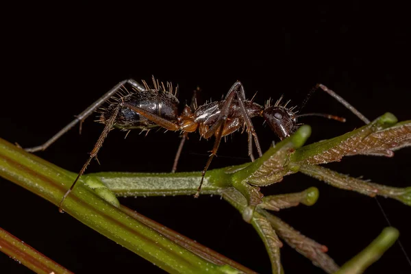 Ενηλίκων Female Carpenter Ant Του Γένους Camponotus — Φωτογραφία Αρχείου