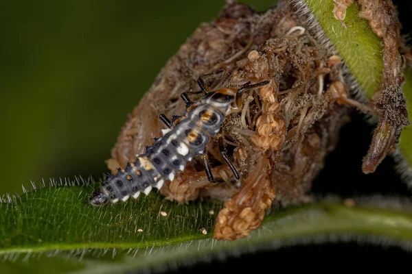 Černoskvrnná Lady Brouk Larva Rodu Eriopis — Stock fotografie