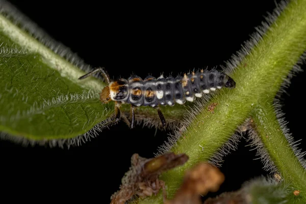 Eriopis Nemhez Tartozó Fekete Foltos Lady Beetle Larva — Stock Fotó