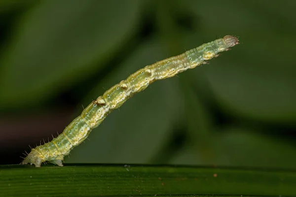 Geometer Moth Caterpillar Family Geometridae — Fotografia de Stock