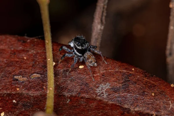 Dospělý Muž Skákající Pavouk Kmene Euophryini — Stock fotografie