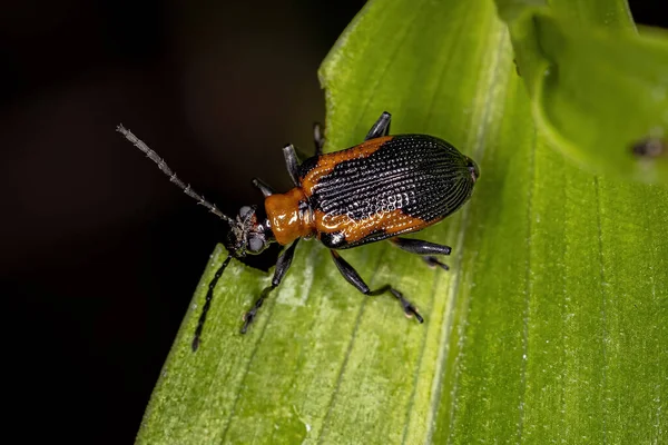 Besouro Folhas Adultas Família Chrysomelidae — Fotografia de Stock