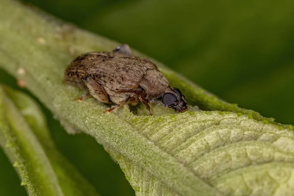 Ενηλίκων Brown Leaf Beetle Της Υποοικογένειας Bruchinae — Φωτογραφία Αρχείου
