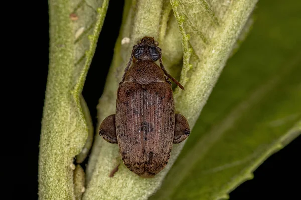 Ενηλίκων Brown Leaf Beetle Της Υποοικογένειας Bruchinae — Φωτογραφία Αρχείου