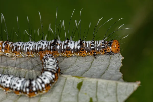 Fehér Narancs Cutworm Moth Caterpillar Család Noctuidae — Stock Fotó