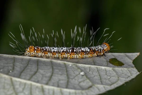 Lagarta Traça Branca Laranja Família Noctuidae — Fotografia de Stock