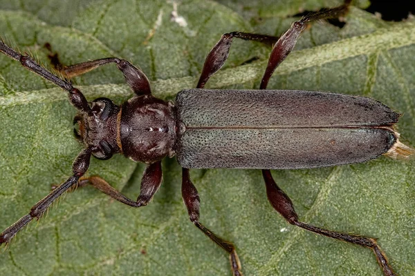 Typische Longhorn Beetle Subfamily Onderfamilie — Stockfoto