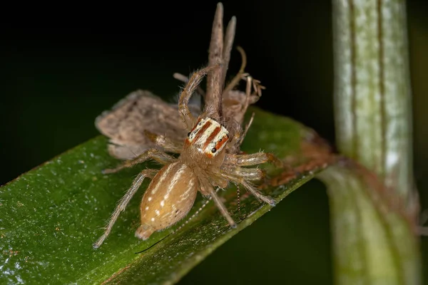 Female Adult Jumping Spider Genus Chira Fying Senior Net Spinning — стокове фото