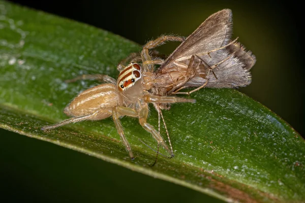 金丝雀属雌性成年跳跃蜘蛛捕食家蝇科的成年网织尸体 — 图库照片