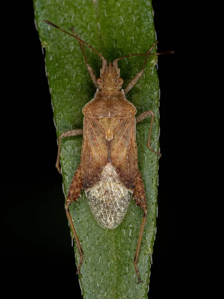 Adult Scentless Plant Bug Genus Harmostes — Stock Photo, Image