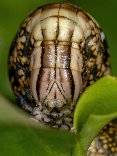 Macroglossina Sphinx Moth Caterpillar Subfamília Macroglossinae — Fotografia de Stock