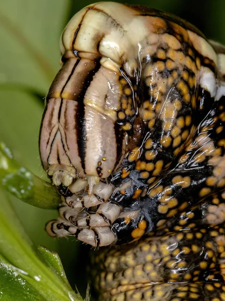 Macroglossina Sphinx Moth Caterpillar Subfamília Macroglossinae — Fotografia de Stock