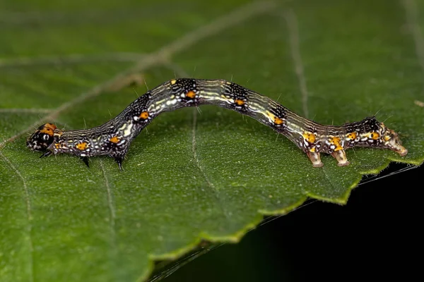 Lepidoptera Tarikatının Küçük Kelebek Larvası — Stok fotoğraf
