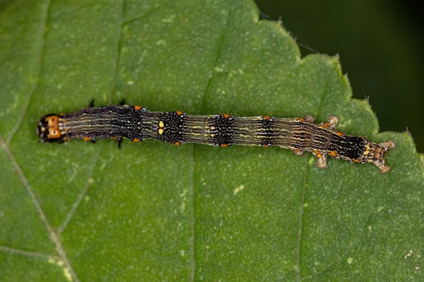 Piccola Larva Farfalla Dell Ordine Lepidotteri — Foto Stock