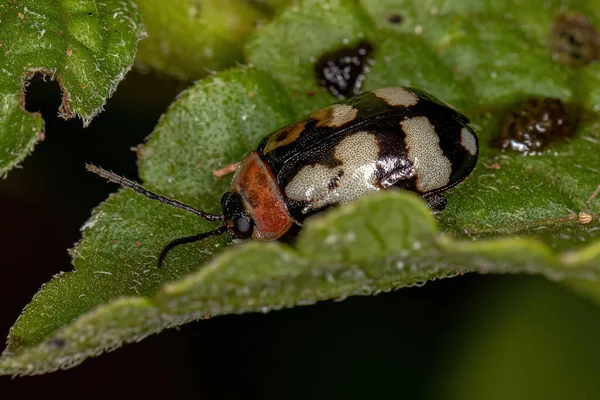 Adult Flea Beetle Роду Alagoasa — стокове фото