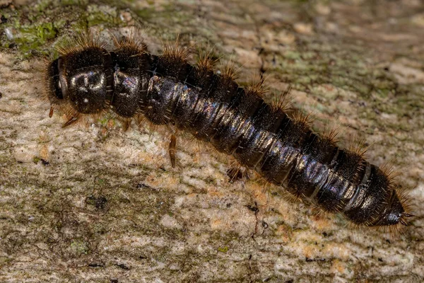 Long Jointed Beetle Larva Species Lagria Villosa — 스톡 사진