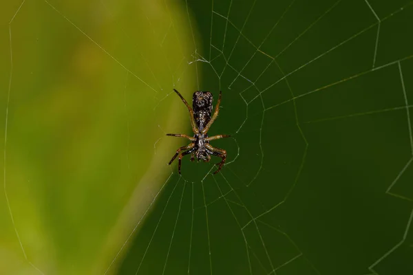Micrathena Cinsinden Küçük Orbweaver Örümceği — Stok fotoğraf