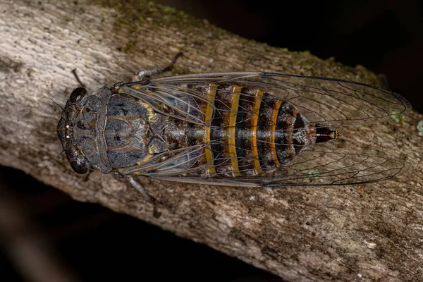 Adulto Cicada Típica Tribu Fidicinini — Foto de Stock