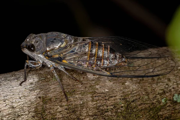 Cicada Tipică Adultă Tribului Fidicinini — Fotografie, imagine de stoc