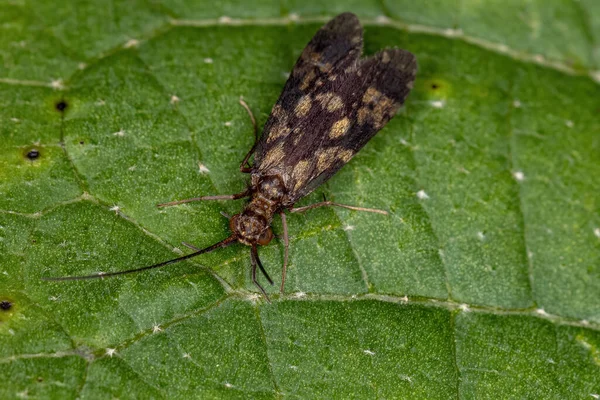 Adulto Caddisfly Inseto Ordem Trichoptera — Fotografia de Stock