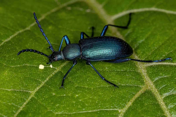 Ενηλίκων Comb Clawed Darkling Beetle Της Υποφυλής Xystropodina — Φωτογραφία Αρχείου