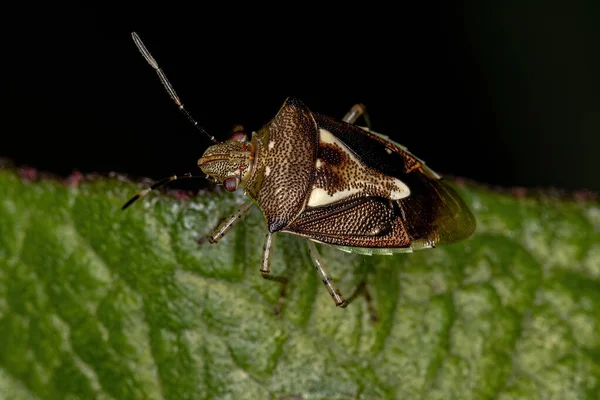 Adulto Apestoso Bug Especie Mormidea Ypsilon — Foto de Stock