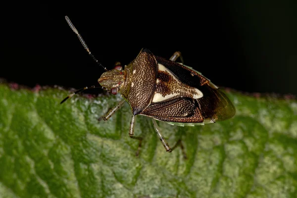 Adult Stink Bug Species Mormidea Ypsilon — 스톡 사진