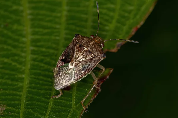 Adult Stink Bug Släktet Mormidea — Stockfoto