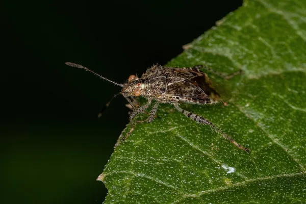 Roślina Bezzapachowa Dla Dorosłych Bug Podrodziny Rhopalinae — Zdjęcie stockowe