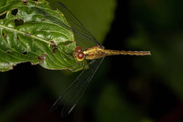Dragonlet Adulto Insecto Del Género Eritrodiplax —  Fotos de Stock