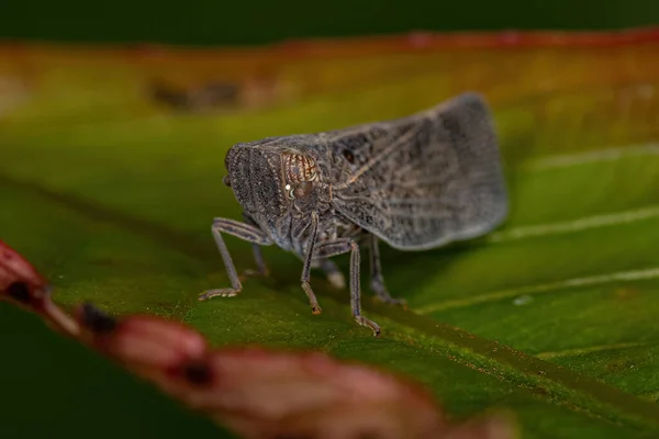 Vuxen Nogodinid Planthopper Insekt Släktet Bladina — Stockfoto