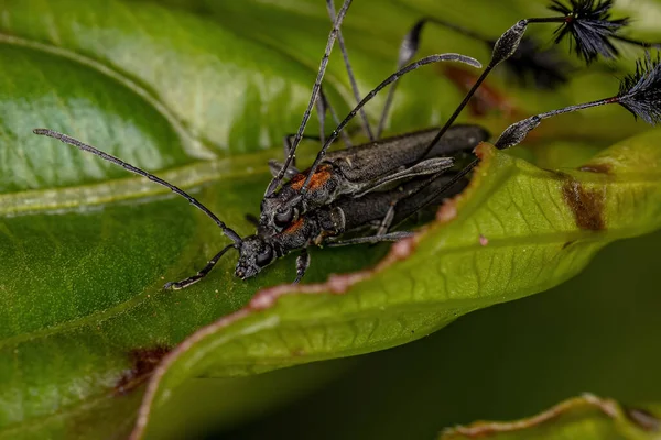 Τυπική Longhorn Beetles Της Υποοικογένειας Cerambycinae Σύζευξη — Φωτογραφία Αρχείου