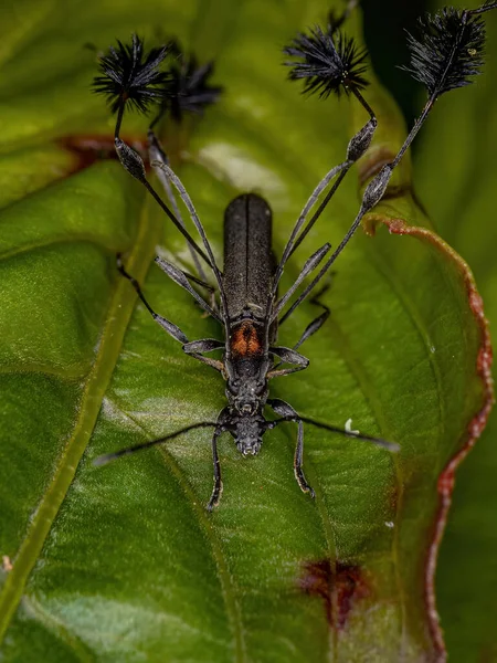 Escarabajos Longhorn Típicos Subfamilia Cerambycinae Acoplamiento — Foto de Stock