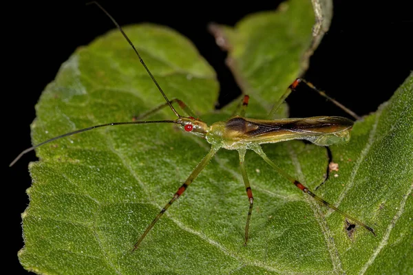 Bug Assassino Adulto Tribo Harpactorini — Fotografia de Stock