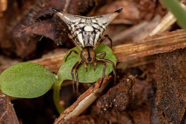 Dorosła Samica Orbweaver Pająk Gatunku Micrathena Peregrinatorum — Zdjęcie stockowe