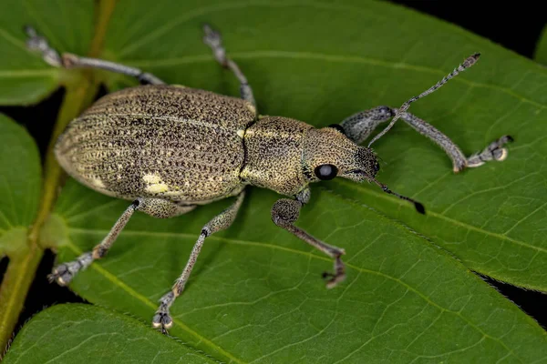 Adulto Weevil Nariz Ancha Tribu Naupactini — Foto de Stock