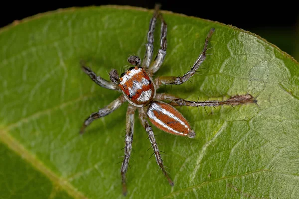 Dospělý Samec Skákající Pavouk Rodu Chira — Stock fotografie