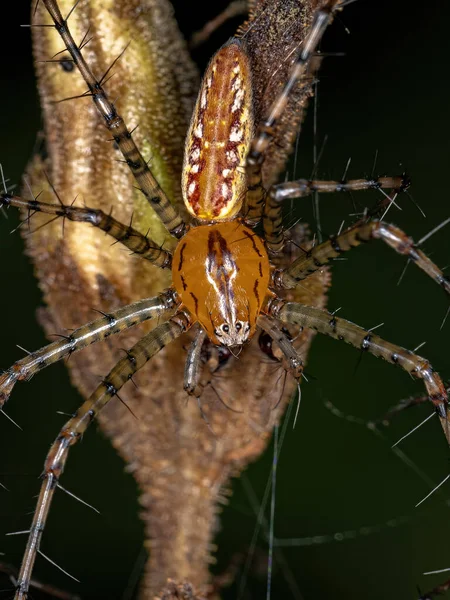 Lynx Mâle Adulte Araignée Des Espèces Peucetia Flava — Photo