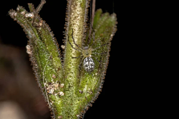 Pequena Aranha Araneoide Superfamília Araneoidea — Fotografia de Stock