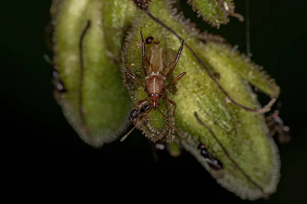 Pentatomomorfo Adulto Bug Infraorder Pentatomomorpha — Fotografia de Stock