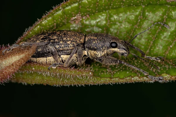 Adulto Nariz Largo Weevil Tribo Naupactini — Fotografia de Stock