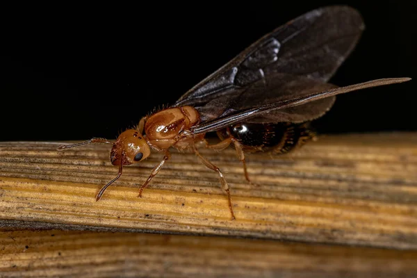 Dorosła Damska Królowa Koktajli Mrówka Rodzaju Crematogaster — Zdjęcie stockowe