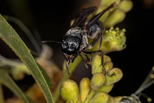 Adult Female Warrior Wasp Genus Synoeca — Stock Photo, Image