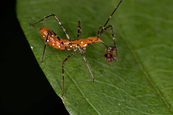 Assassin Bug Nymph Tribe Harpactorini Preying Adult Twig Ant Genus — Stock Photo, Image