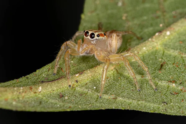 Μικρή Άλμα Αράχνη Του Genus Chira — Φωτογραφία Αρχείου