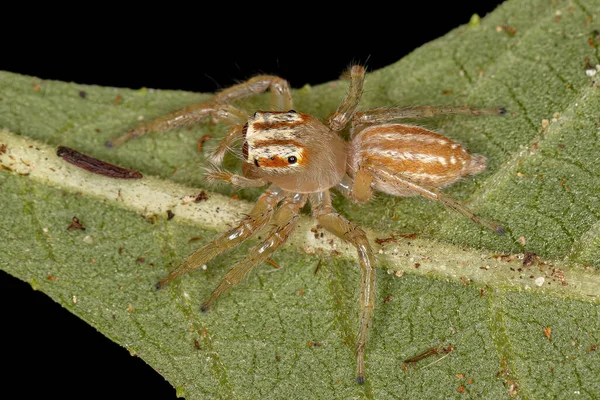 Pequena Aranha Saltitante Gênero Chira — Fotografia de Stock