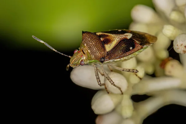 Bug Puant Adulte Espèce Mormidea Ypsilon — Photo
